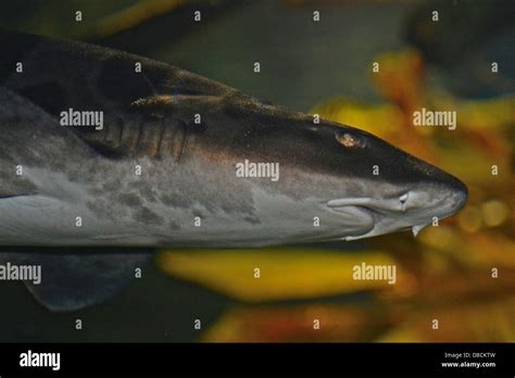 Leopard Shark Triakis Semifasciatus Stock Photo Alamy