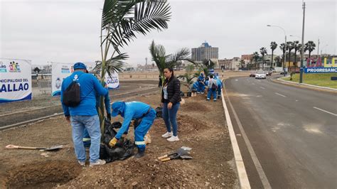 Sembrar N M S De Mil Rboles En La Costa Verde Prensa Chalaca