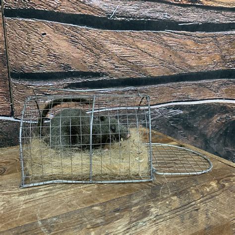 Rat in Cage | Make a Scene