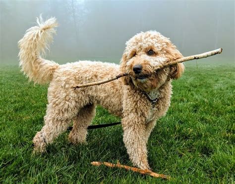 Mini Goldendoodle: Size, Puppy Guide, Price & Facts - Marvelous Dogs