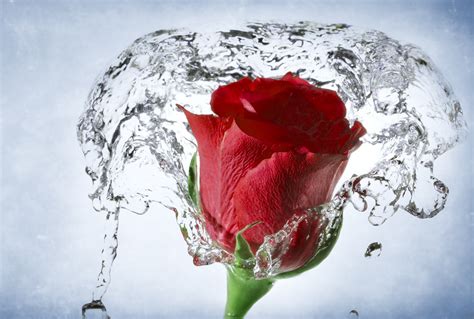 Valentine’s Day Romantic Red Roses HD Wallpapers Free