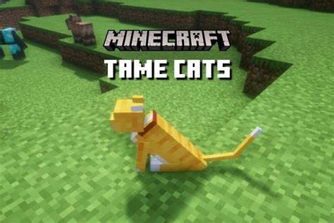 How To Tame A Cat In Minecraft Complete Guide