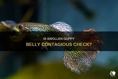 Is Swollen Guppy Belly Contagious Check? | PetShun