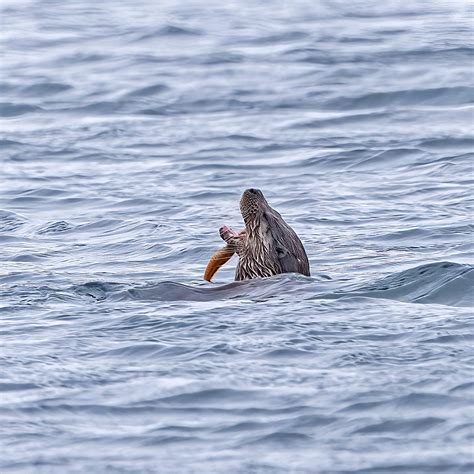 European Otter Lutra Lutra Loch Tuath Isle Of Mull Flickr