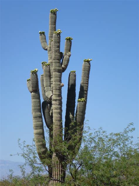 Road Runner: Saguaro Cactus Flower & Others