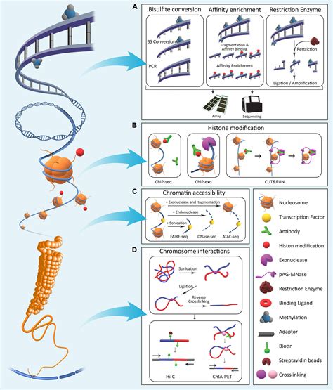 Frontiers A Comparative Overview Of Epigenomic Profiling Methods