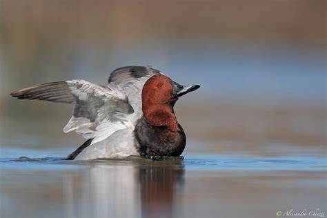 Common Pochard Aythya Ferina Moriglione Roma Hd Flic Flickr