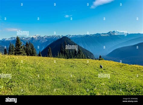 Trekking Through Glacier Peak Wilderness North Cascades Pacific Crest