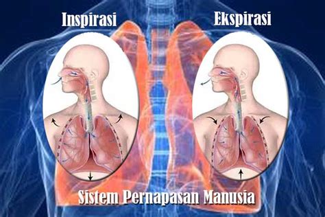 Inspirasi Dan Ekspirasi Sistem Pernapasan Manusia Kanal Pengetahuan