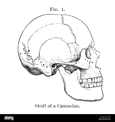 Cr Neo De Un Cauc Sico Del Libro Gu A De Los Espec Menes Que Ilustran