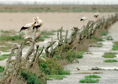 Fotos El Desastre De Aznalcóllar En Imágenes España El PaÍs