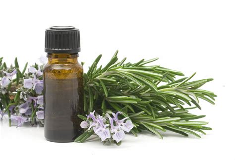 Rosemary Essential Oil Types Uses Benefits By Joan Morais Naturals