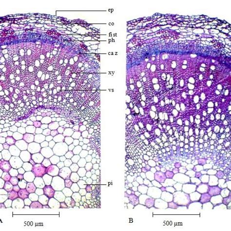 Transverse Sections Through Median Portion Of The Main Stem Of Basil