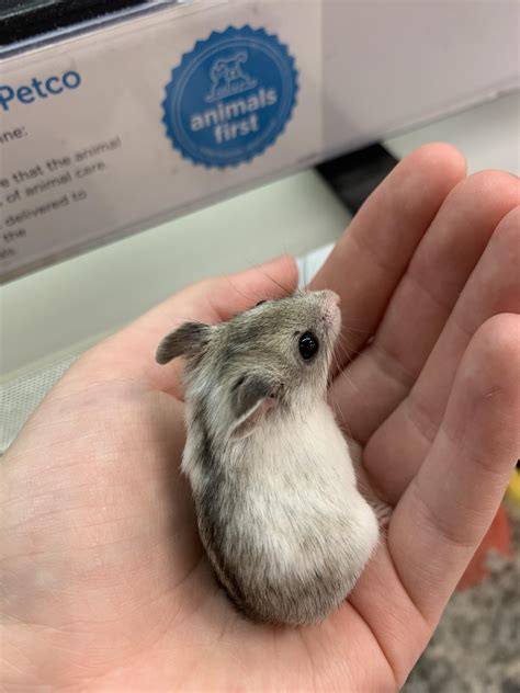 Chinese Dwarf Hamster