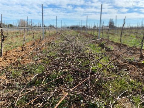 Que Faire Des Sarments De Vigne Une Fois La Taille Termin E