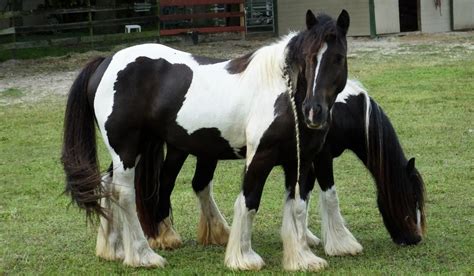 11 Horse Breeds Known to have Long Manes & Tails - Helpful Horse Hints