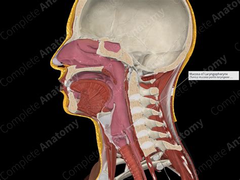 Mucosa Of Laryngopharynx Complete Anatomy