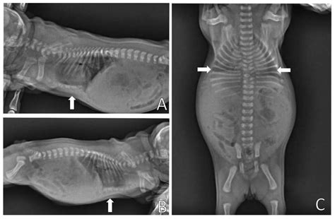 Animals Free Full Text Two Types Of Management For The Noninvasive