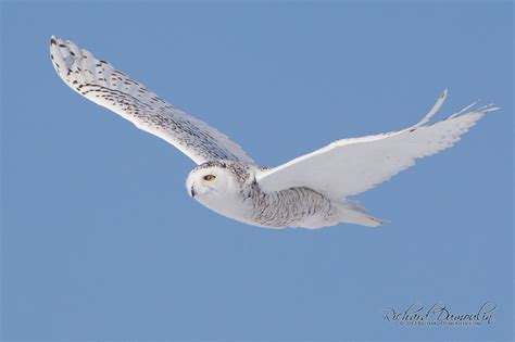 Harfang Des Neiges En Vol Bubo Scandiacus Snowy Owl In Flickr