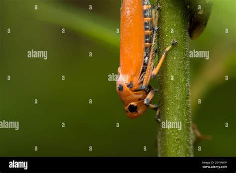 Colorful Treehopper Insect Hi Res Stock Photography And Images Alamy