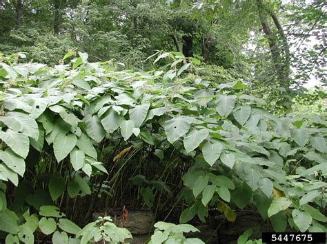 Giant Knotweed Minnesota Department Of Agriculture