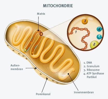 Wie Wirkt Glutathion Auf Mitochondrien