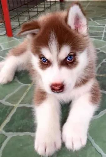 Filhote De Husky Siberiano Pedigree E Vacina Importada Escorrega