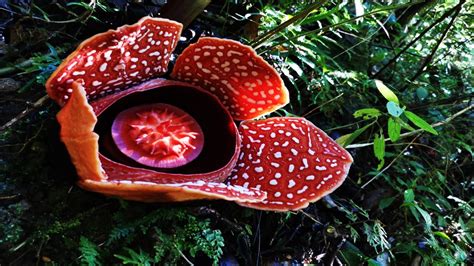 Rafflesia Arnoldii la planta con la flor más grande del mundo esta en