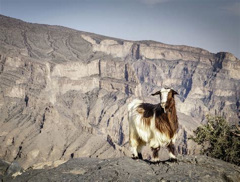 Arabian tahr at Jebel Shams in Oman Photograph by Alexey Stiop - Pixels