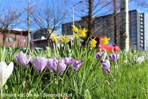 Lentekriebels Als Zon Even Doorbreekt En Genieten Van Alles Wat Bloeit