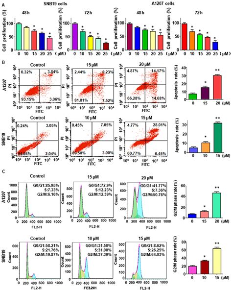 Curcumin Inhibits Glioma Cell Proliferation Induces Apoptosis And Cell