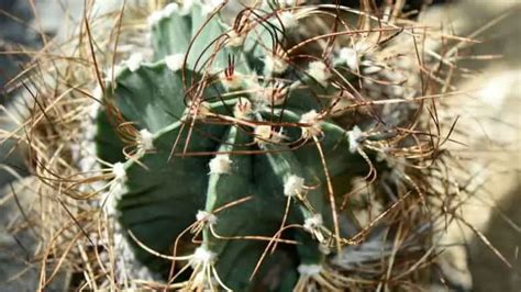 How To Get Rid Of Scale On Cactus Plants An Easy Guide