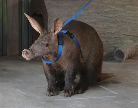 Wildlife Wednesday Meet Willie The Aardvark At Rafikis Planet Watch