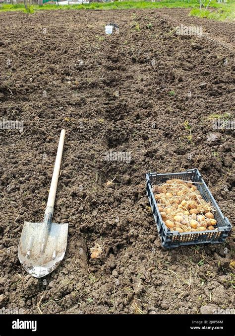 Plantando patatas en el jardín Una caja con patatas germinadas una