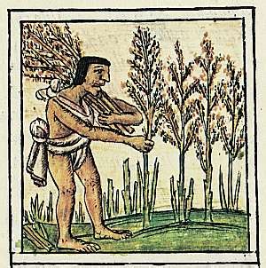 Food and Agriculture - The Aztec Empire