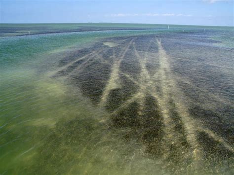 Seagrass Coast