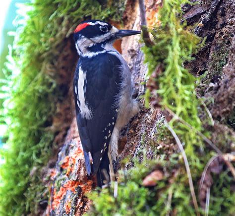 Hairy Woodpecker Oregon Birding Association