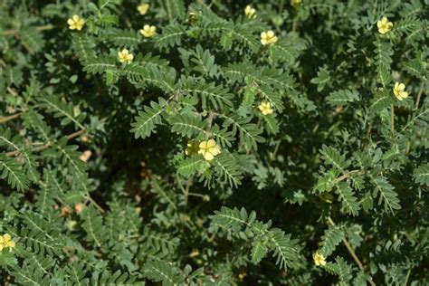 Tribulus Terrestris Puncturevine Southwest Desert Flora