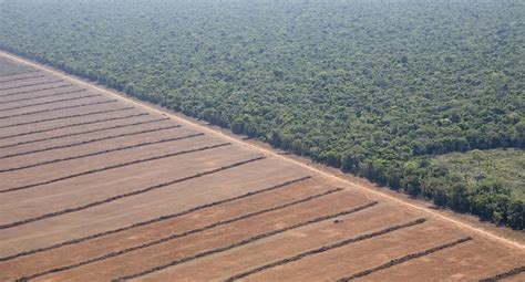 La Deforestazione In Amazzonia Non Solo Colpa Della Soia Vegolosi It