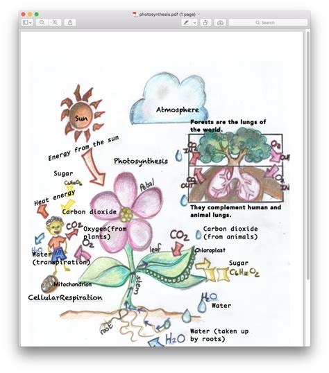 Cellular Respiration And Photosynthesis