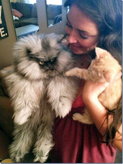 Four Legged Friends And Enemies Me Wow Colonel Meow Sets Record For