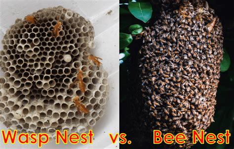 Wasp Nest vs. Bee Nest? How Can You Tell The Difference? - Beekeeping 101