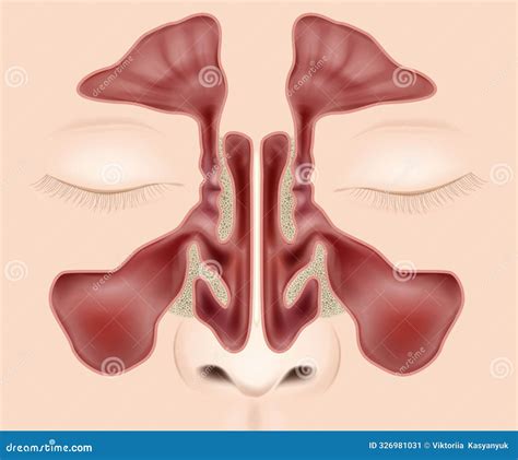 Nasal Sinuses Anatomy Medical Vector Illustration Anatomy Paranasal