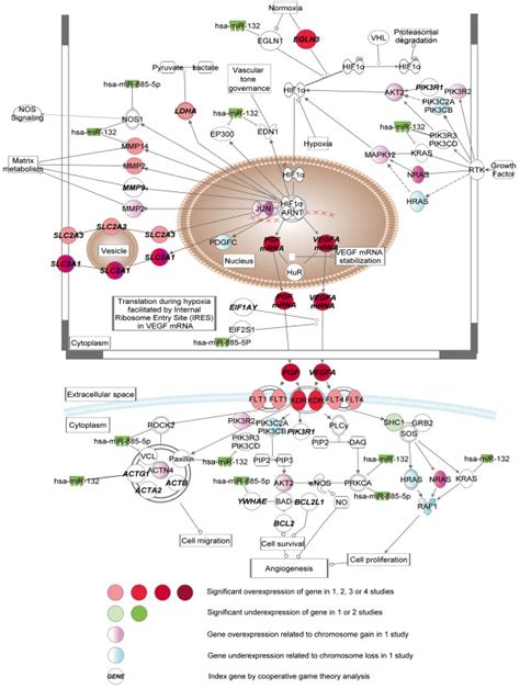 Pathways With Altered Gene Expression Patterns Involved In VEGF And