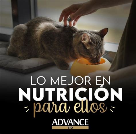 Advance Alimento Para Gatos Adultos Envios En Bahia Blanca