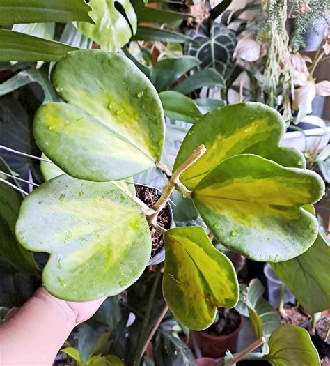 Hoya Kerrii Reverse Variegata Alam Tropical Tu Tienda De Plantas