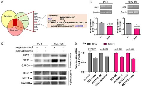 Hic Is A Possible Gene Target Of Mir In Mir Mimic Transfected Pca