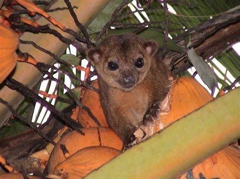 What Is A Kinkajou Gulo In Nature