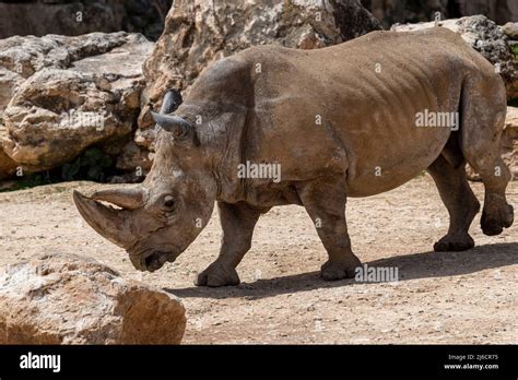 White Rhinoceros Ceratotherium Simum Square Lipped Rhinoceros At Khama