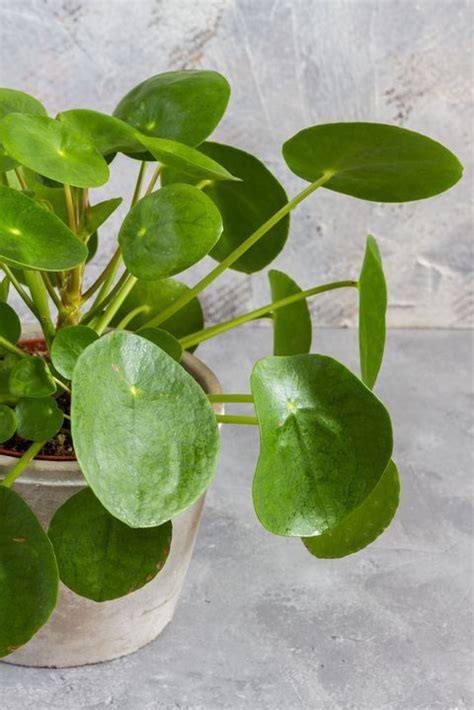 Cuidados Pilea Peperomioides Mis Trucos Y Consejos Artofit